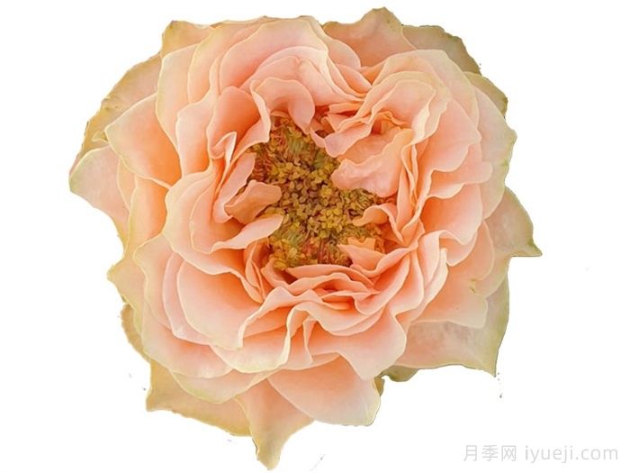 活力珊瑚月季/珊瑚橘Living Coral(图2)