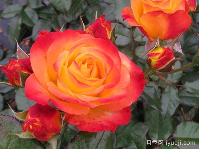 火烈鸟月季/奥索易火焰/奥索易火地岛Flamina(图1)