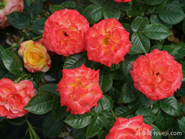 火烈鸟月季/奥索易火焰/奥索易火地岛Flamina(图3)