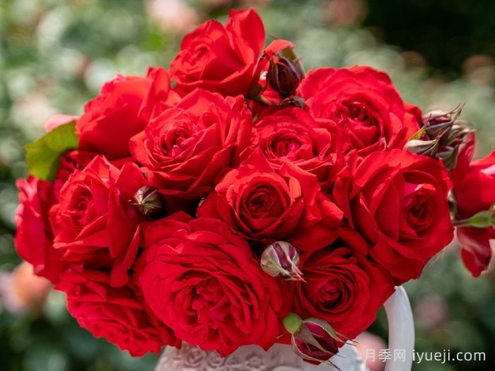 火玲珑月季(图3)