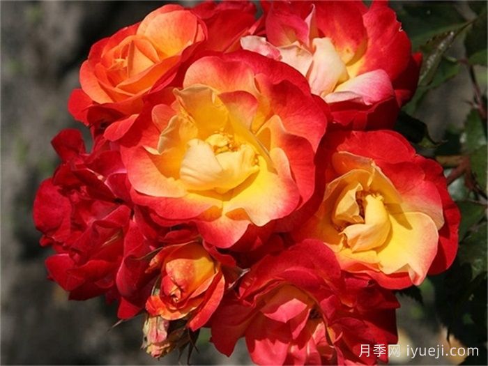 火鸟月季Firebird(科德斯)(图3)