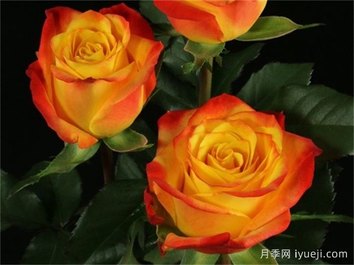 火焰燃烧月季/倾心Fire Flare(图2)