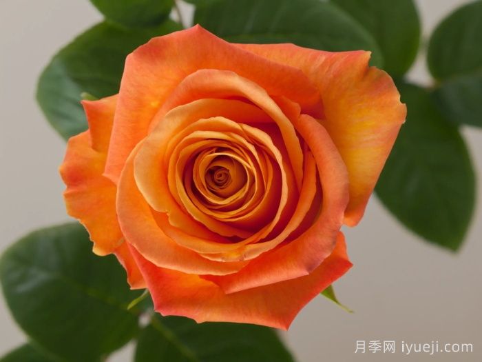 机密月季Confidential(图1)