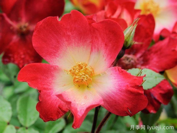 鸡尾酒月季Cocktail(图3)