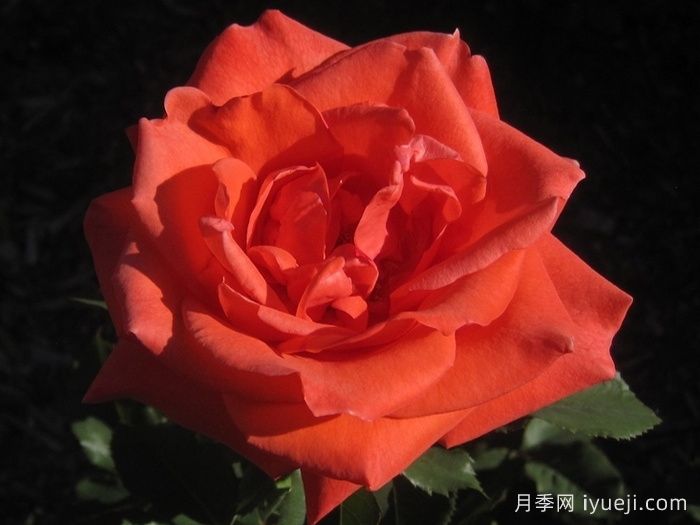 ​激情似火月季Picante(图1)