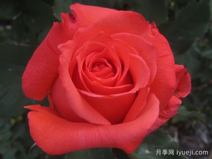 ​激情似火月季Picante(图2)