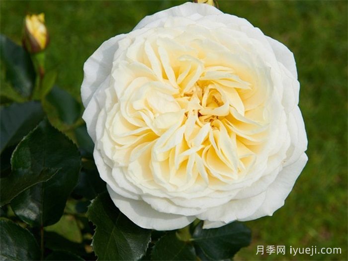 吉茜拉月季Gisila Renaissance(图2)