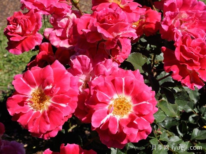 寂静人生月季/静物/游乐场Still Life(图1)