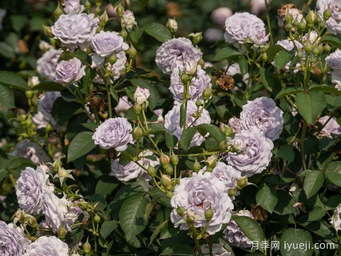 霁色月季(图5)