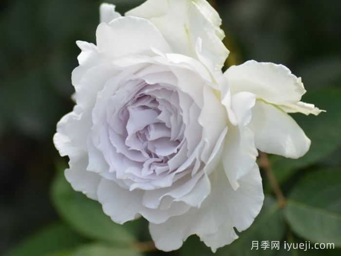 加百列大天使月季/加百列月季Gabriel(图1)