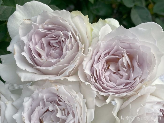 加百列大天使月季/加百列月季Gabriel(图2)