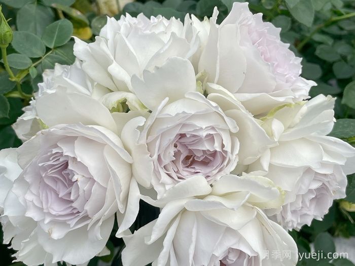 加百列大天使月季/加百列月季Gabriel(图3)