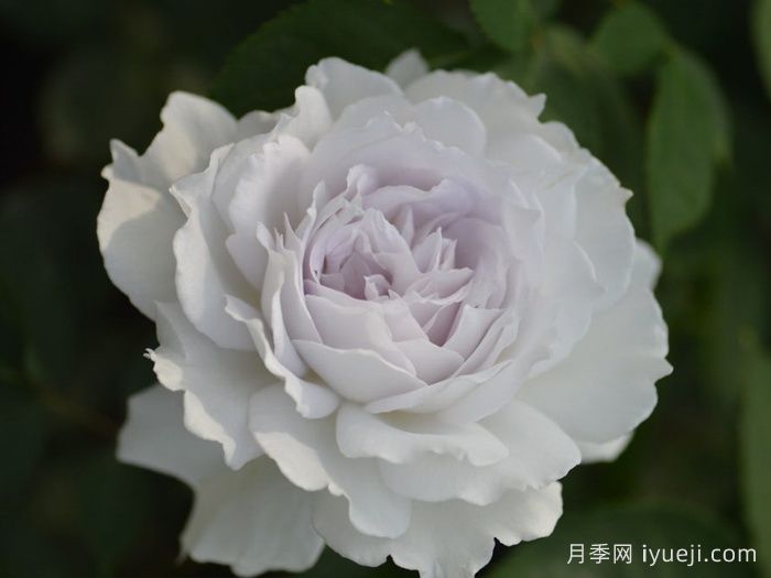 加百列大天使月季/加百列月季Gabriel(图4)