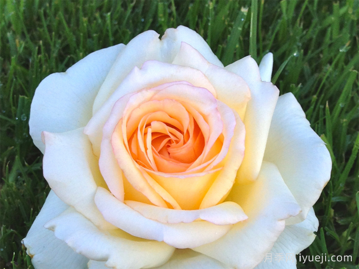 假面公主月季/安娜斯塔西娅月季Anastasia(图1)