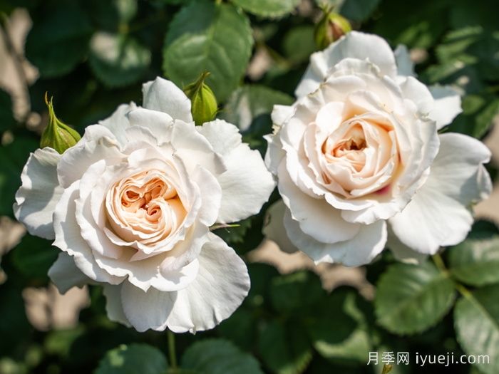 剪秋水月季(图2)