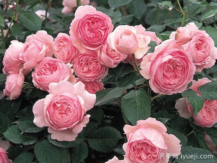 杰夫汉密尔顿月季Geoff Hamilton(图3)