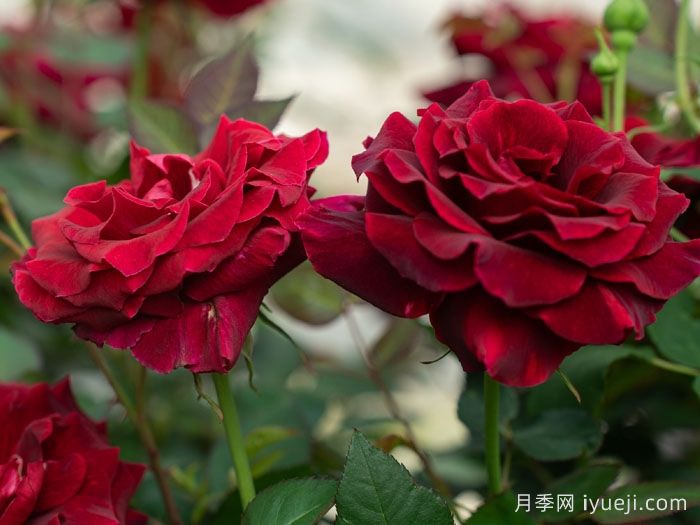 浆梅酒月季(图2)