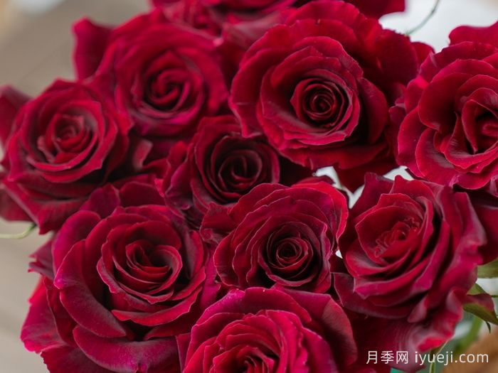 浆梅酒月季(图3)