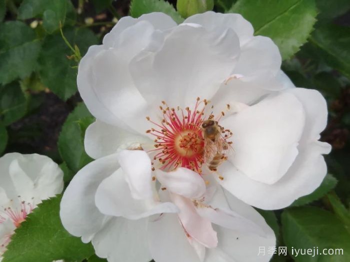 杰奎琳杜普蕾月季Jacqueline du Pre(图2)