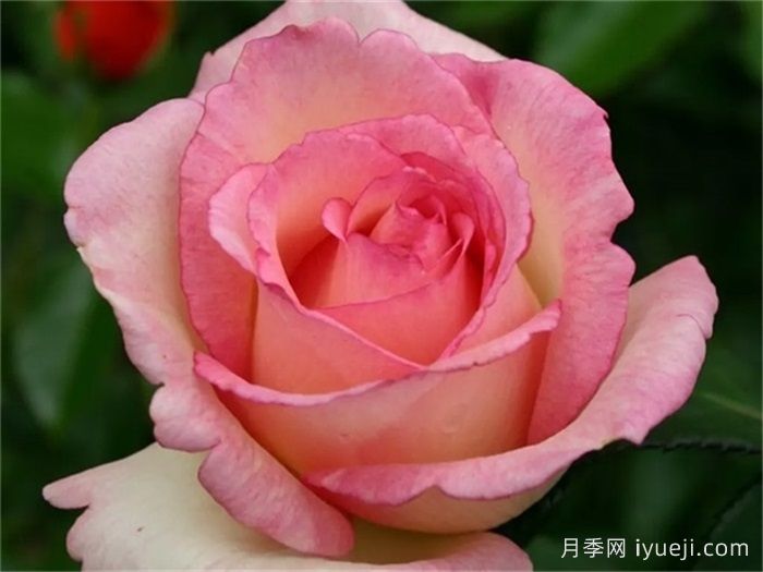 金粉回忆月季/纪念巴登巴登/粉红魔咒Pink Enchantment(图2)