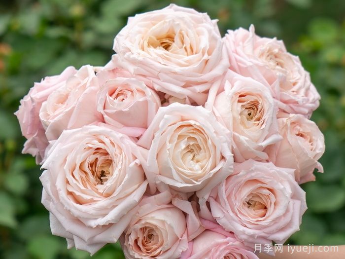 金粉世家月季(图1)