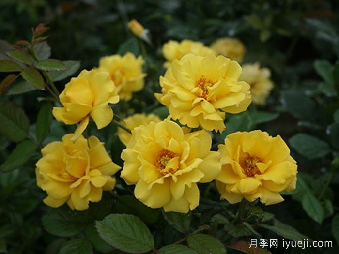 金玛丽月季/金玛莉月季Goldmarie(图2)