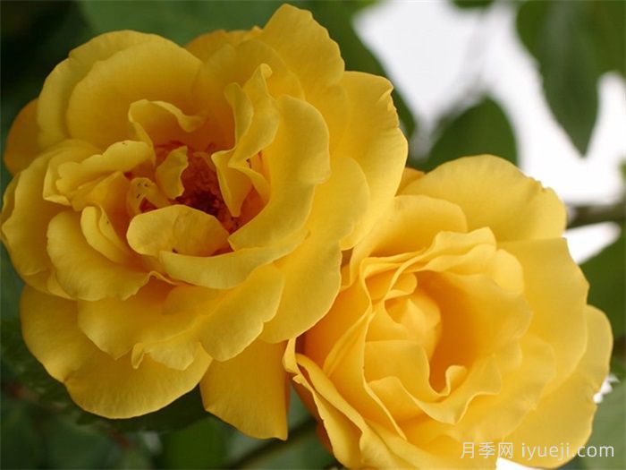 金门月季/金色大门Golden Gate(图1)