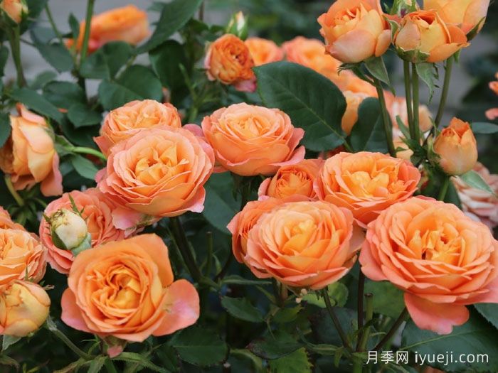 金牛座月季/金牛座阳台月季Rose Terrazza Taurus(图1)