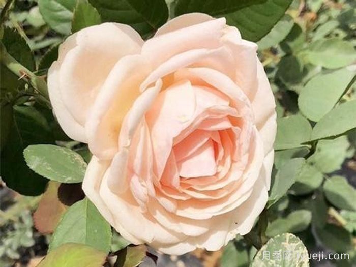 金瓯泛绿月季(图1)