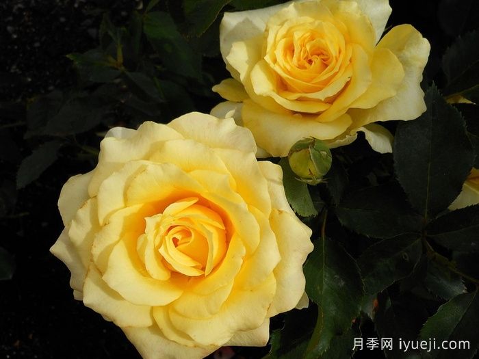 金牌月季Golden Medaillon(图2)