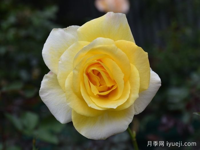 金牌月季Golden Medaillon(图3)