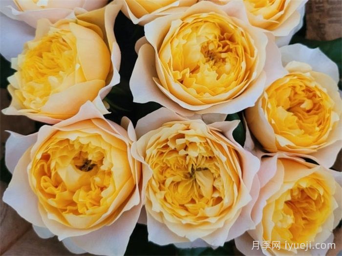 金色珊瑚心月季/黄金呼呼塞拉/金色呜呜祖拉Golden Vuvuzela(图1)