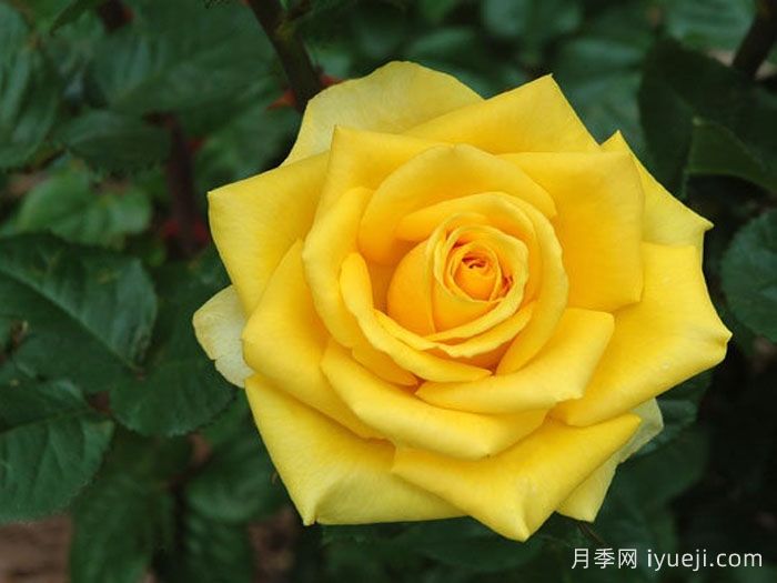 金香玉月季/金镶玉/黄金罢工Gold Strike(图1)