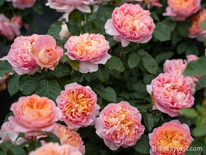 锦嫣月季(图4)