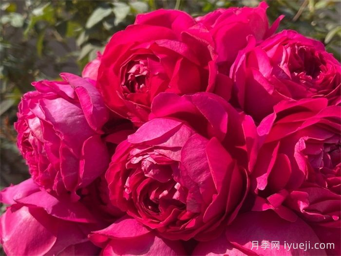 惊鸿月季(天狼)(图2)