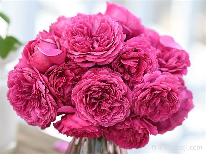 惊鸿月季(天狼)(图3)