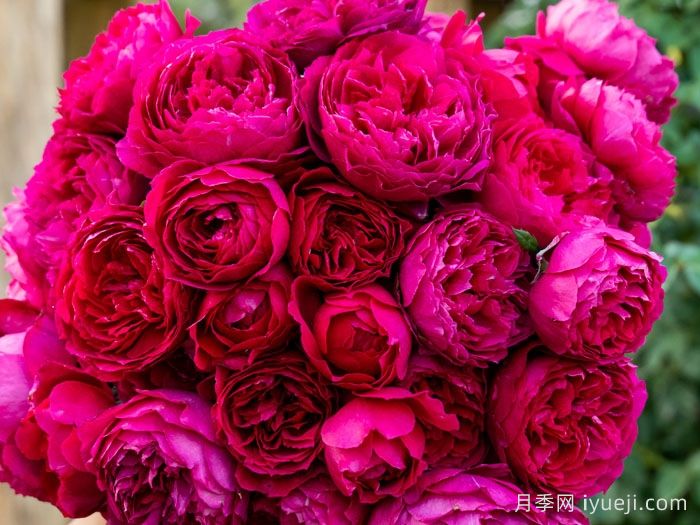 惊鸿月季(天狼)(图5)