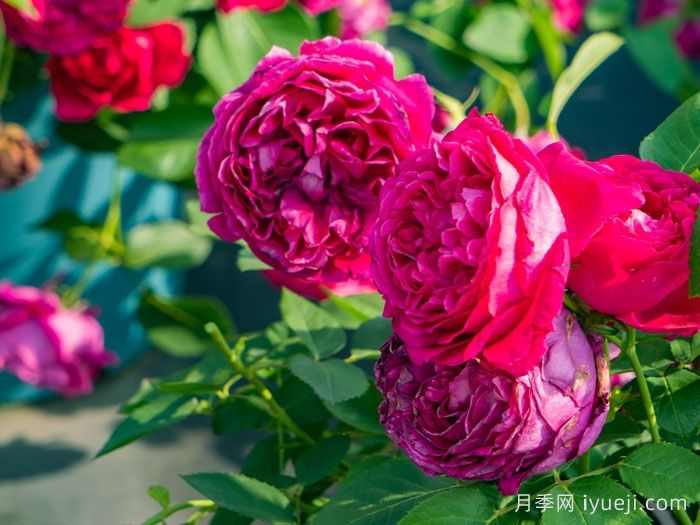 惊鸿月季(天狼)(图6)