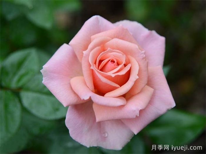 竞赛月季Tournament of Roses(图2)