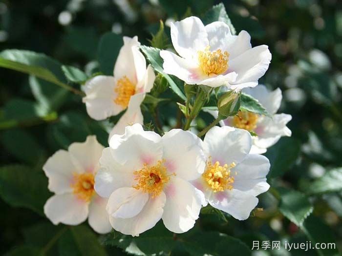 九月之星月季/九月明星September Stars(图2)