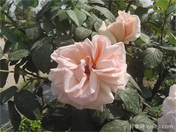 九重香月季Everest Double Fragrance(图3)