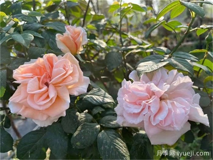 九重香月季Everest Double Fragrance(图2)