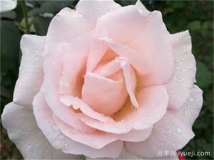 九重香月季Everest Double Fragrance(图1)