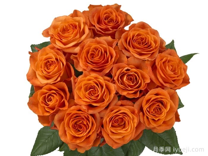 橘红潮月季/橙色波浪Orange Wave(Interplant)(图2)