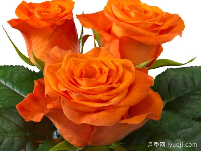 橘红潮月季/橙色波浪Orange Wave(Interplant)(图1)