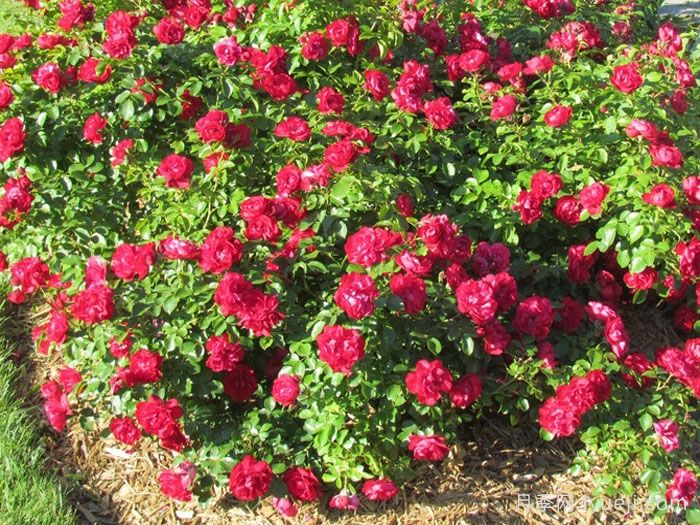 巨型玫迪兰月季/猩红神童Prodige Ecarlate(图2)