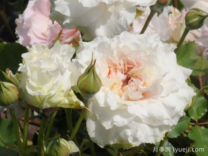 觉醒精灵月季/闹钟/唤醒Reveil(图1)