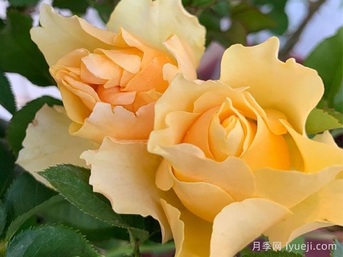 喀秋莎月季Katjusha(图1)