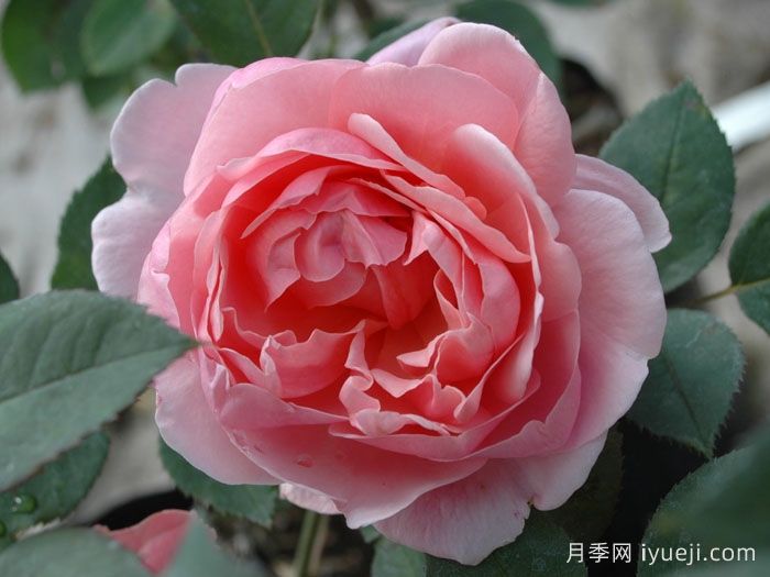 卡德法尔兄弟月季/凯蒂兄弟/卡德法尔修士Brother Cadfael(图2)