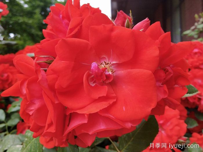 橘红潮月季/橙色波浪Orange Wave(KORsaga)(图1)